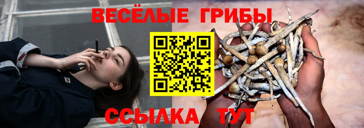 Галлюциногенные грибы Psilocybe Верхняя Салда